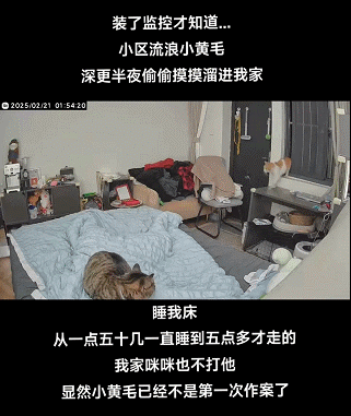了但给它的猫粮每次都被吃得干干净净不朽情缘铲屎官发现猫咪明明食欲下降