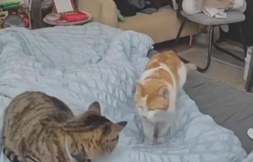 了但给它的猫粮每次都被吃得干干净净不朽情缘铲屎官发现猫咪明明食欲下降(图3)
