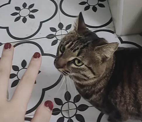 了但给它的猫粮每次都被吃得干干净净不朽情缘铲屎官发现猫咪明明食欲下降(图2)