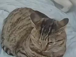 了但给它的猫粮每次都被吃得干干净净不朽情缘铲屎官发现猫咪明明食欲下降(图4)